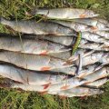 Двухдневный заплыв на каяке (с рыбалкой) Двухдневный заплыв на каяке (с рыбалкой)