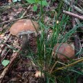 Начало
августа. Время собирать первые грибы. Сунулся в лес. Да, грибы есть!