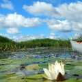 Водяная
лилия, она же кувшинка белая. Это в копилку фотоальбома «цветы каякера».